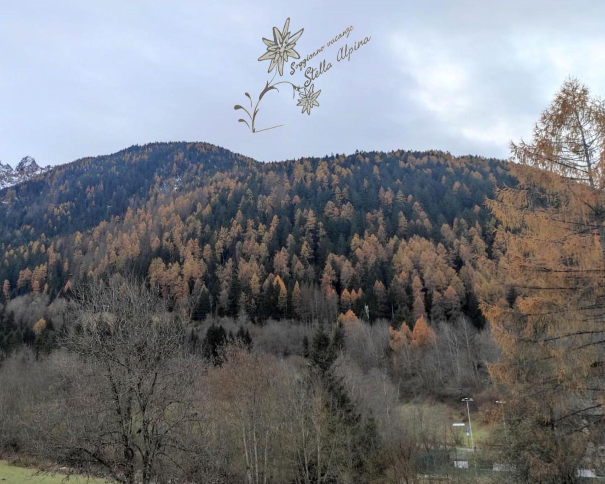 Soggiorno Vacanze Stella Alpina Temù 外观 照片